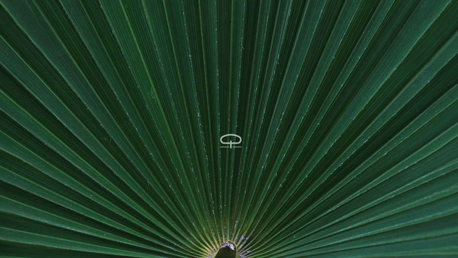 Winterharde Palmen Voeden: Zo Houd je ze Sterk, Groen en Gezond