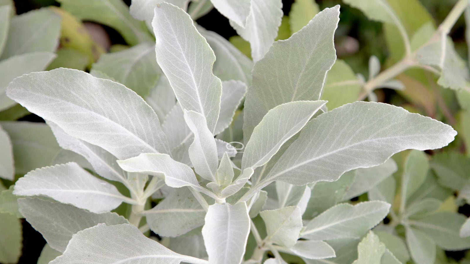 Witte Salie Verzorgen: Zo Houd je deze Heilige Plant Gezond & Gelukkig