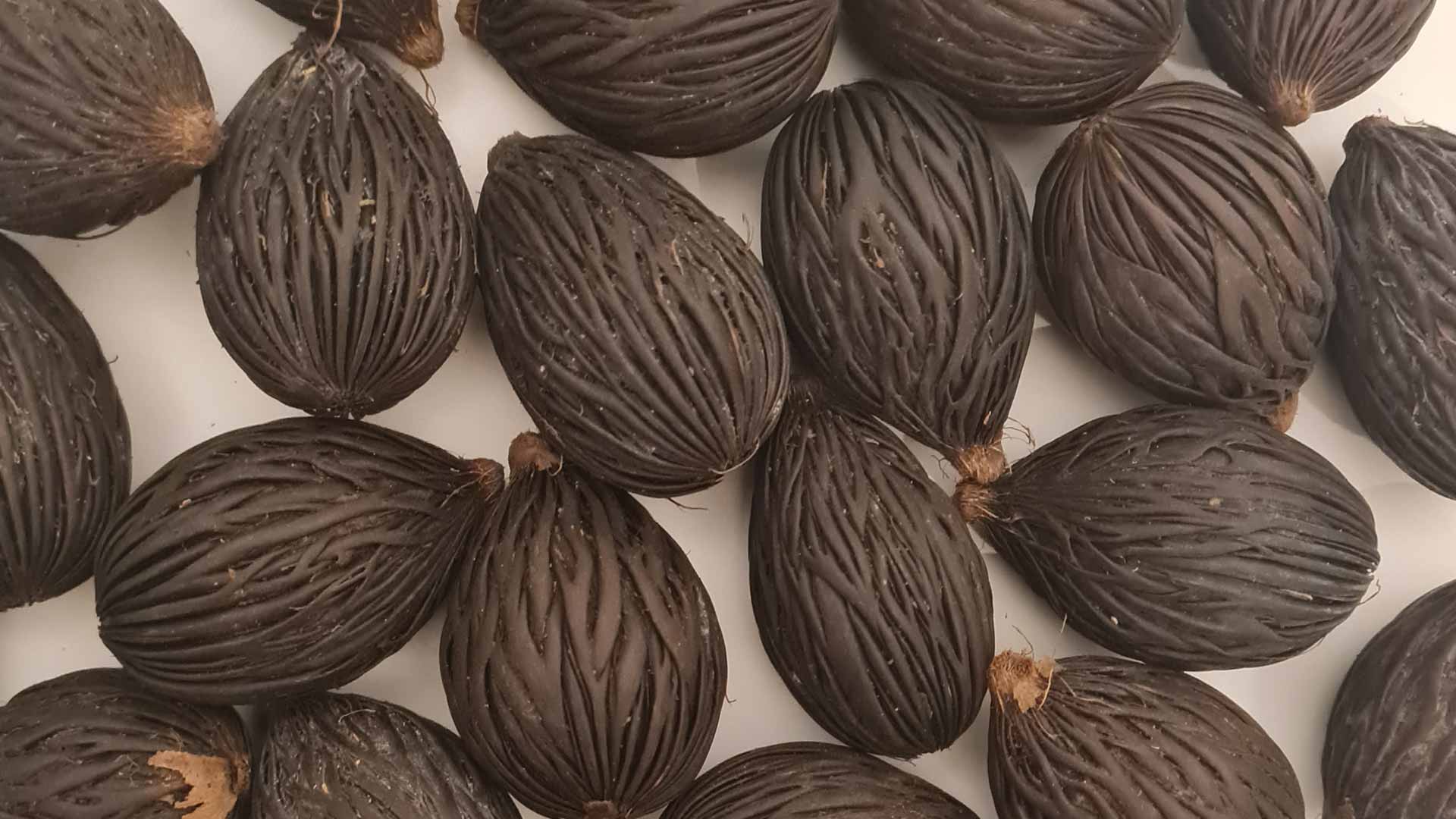 Wodyettia bifurcata palm seeds (Foxtail palm) Sowing and Cultivation  Instructions - Drakenbloedboom