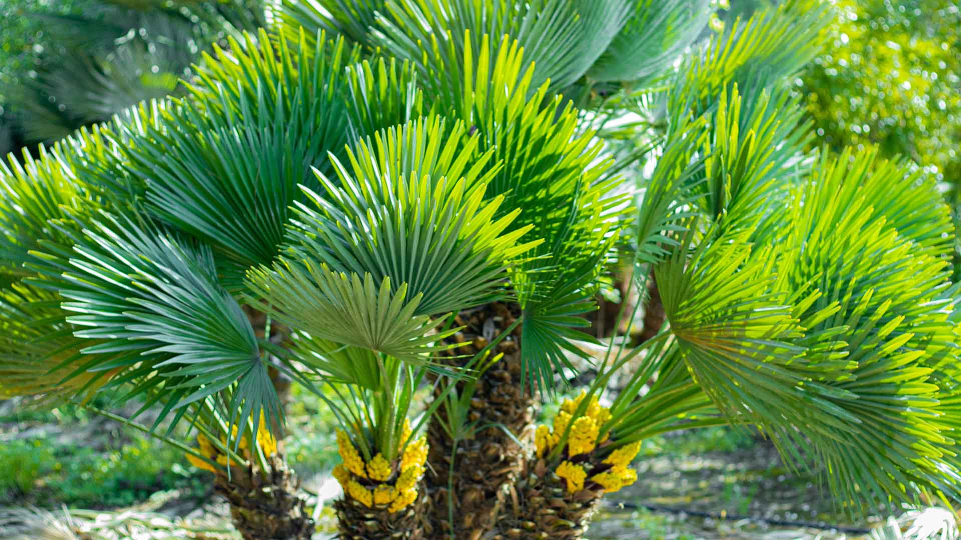 Aussaat und Anbau Ihrer eigenen Chamaerops Humilis-Palme (Europäische Zwergpalme)