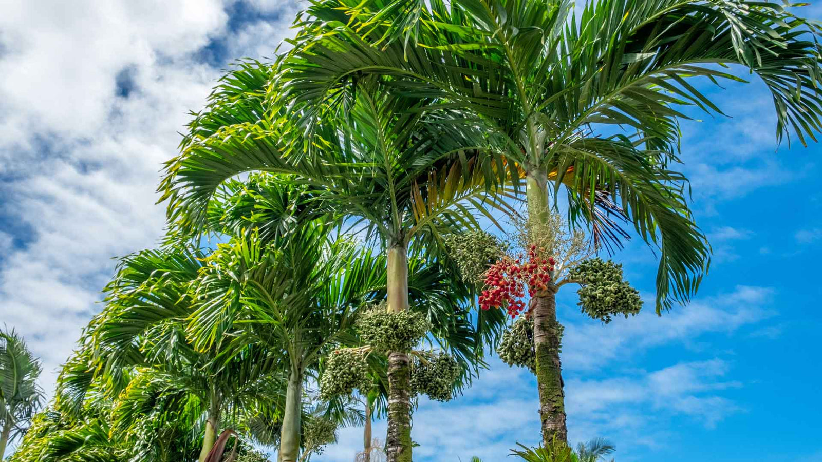 Interessante weetjes over de Adonidia Merrillii (Veitchia Merrillii) palmboom