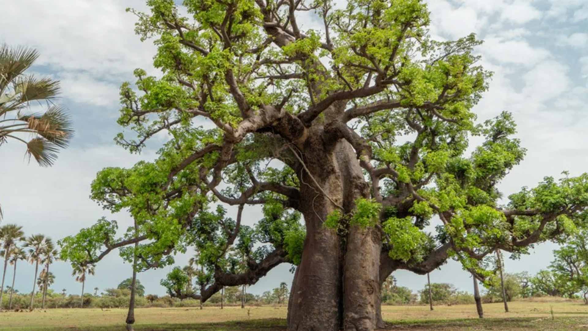6 Schritte zur Aussaat und zum Anbau Ihres eigenen Adansonia Digitata Baobab