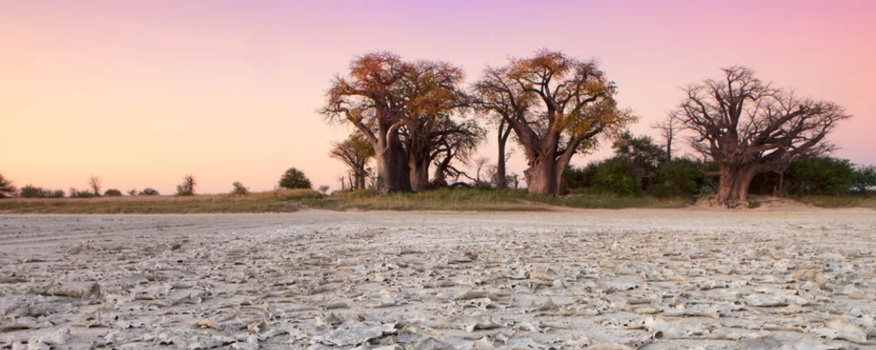 De geheimen van de fascinerende Baobab boom (adansonia digitata).