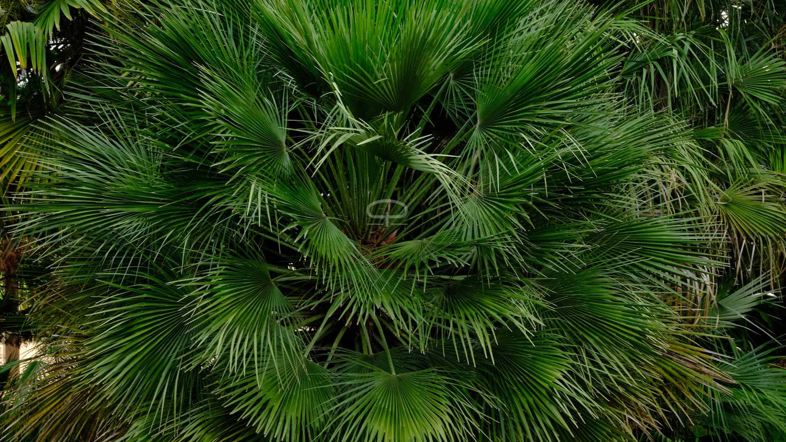 Chamaerops Humilis Palm – Compacte, Winterharde Palm voor Elk Klimaat