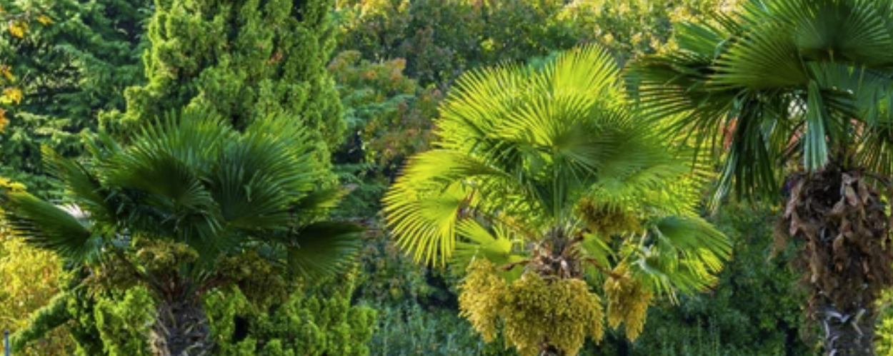 Hoe zaai en kweek je een trachycarpus fortunei (Chinese waaierpalm) uit zaad