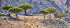 Drakenbloedboom soorten zoals dracaena draco, dracaena cinnabari, dracaena serrulata, dracaena tamaranae en nog meer