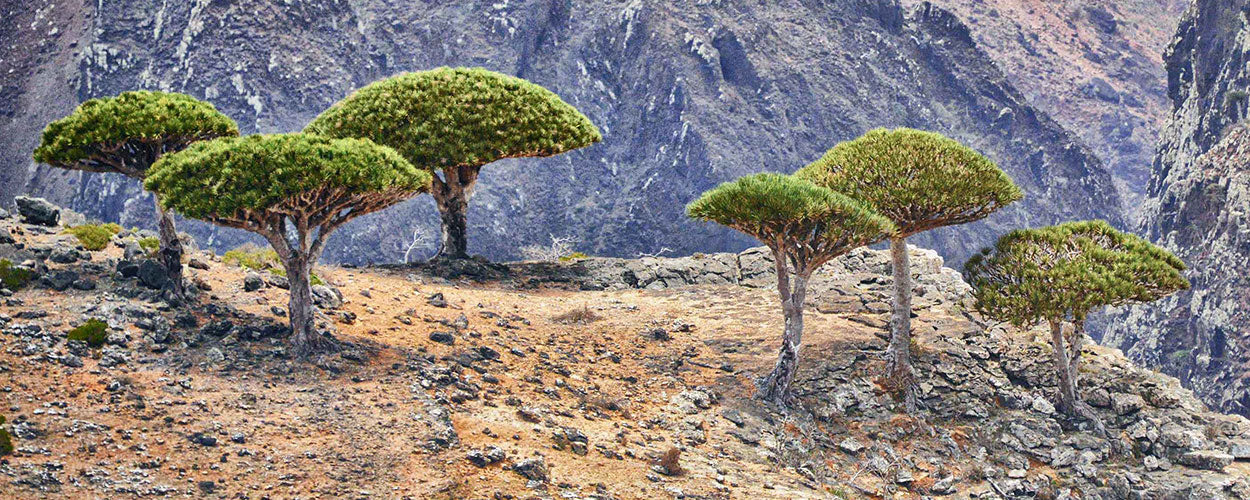 Drachenblutbaumarten, die Top 8 der seltensten - Drakenbloedboom