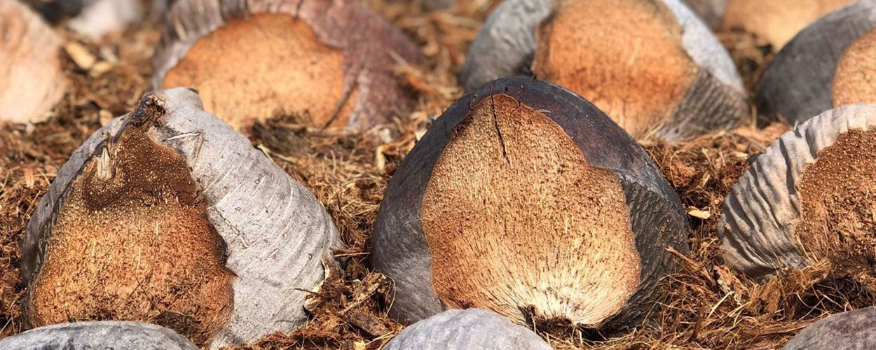 Kokos vezels | Drakenbloedboom.com