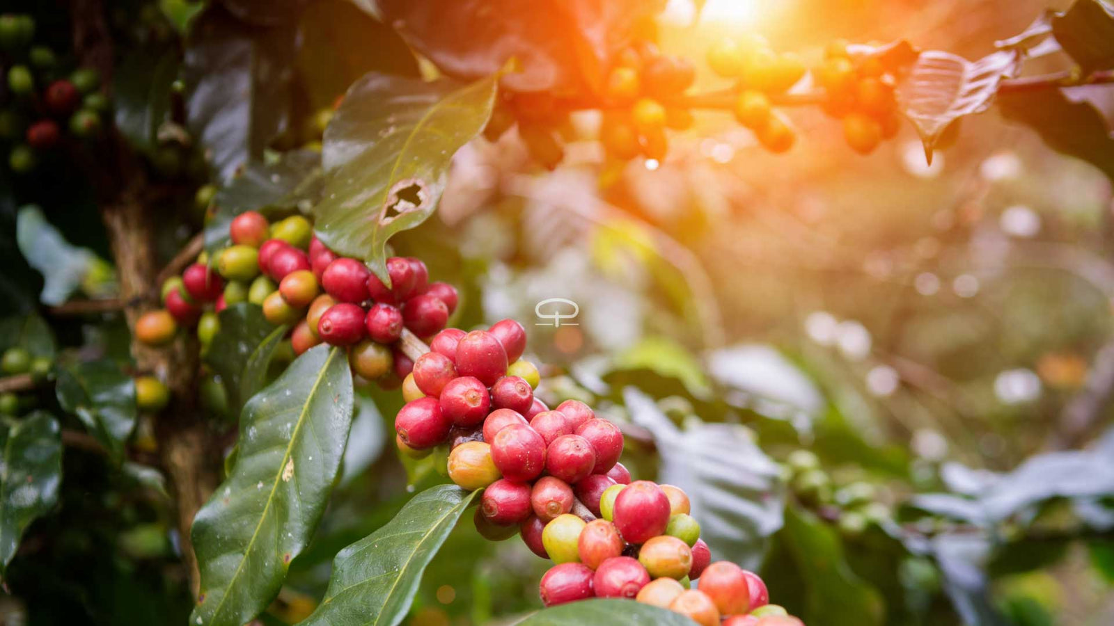 Van koffieboon naar koffieplant: zo kweek je Coffea arabica