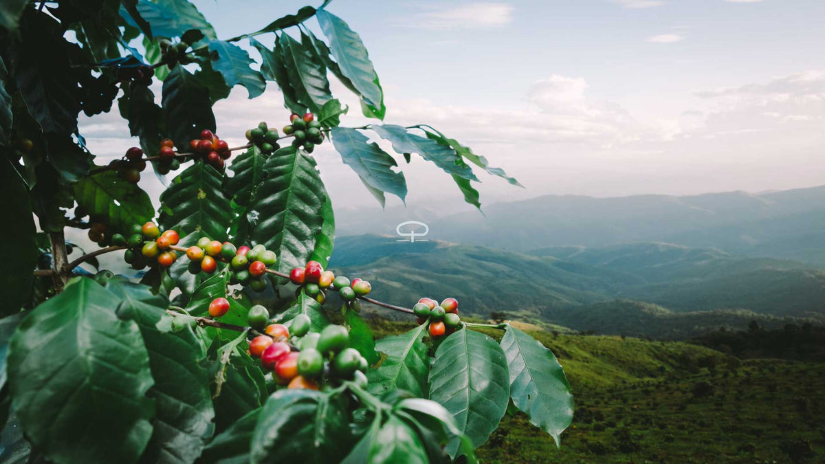 Coffea arabica verzorgen: zo groeit jouw eigen koffieplant