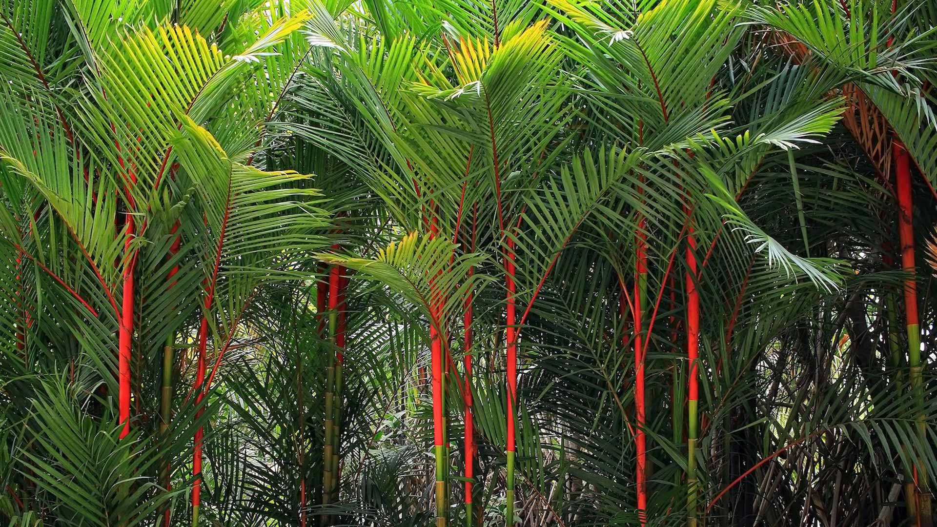 Wie sät und züchtet man Cyrtostachys Renda - Lipstick Palm aus Samen?