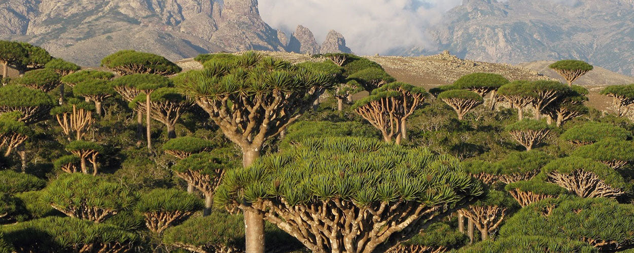 Drakenbloed van de Dracaena Cinnabari uit Socotra