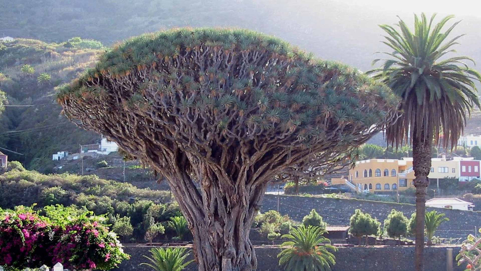 6 tips om je eigen drakenbloedboom te zaaien en te kweken