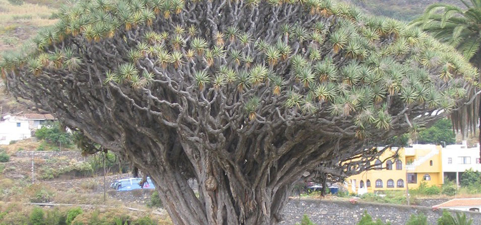 Guanche prinses en de Drakenbloedboom | Drakenbloedboom.com