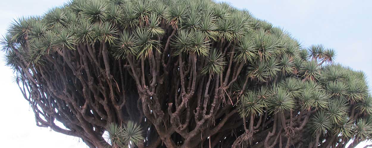 De legendarische tweeling Drakenbloedboom, twee stammen en één gemeenschappelijke  kroon