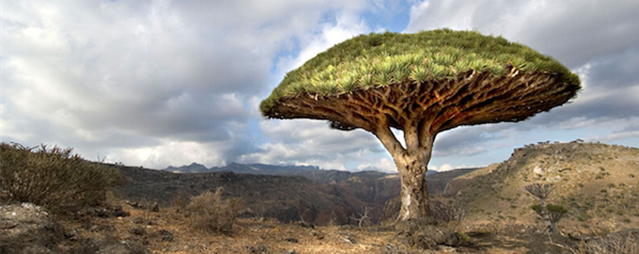 De Drakenbloedboom en mijn Passie | drakenbloedboom.com