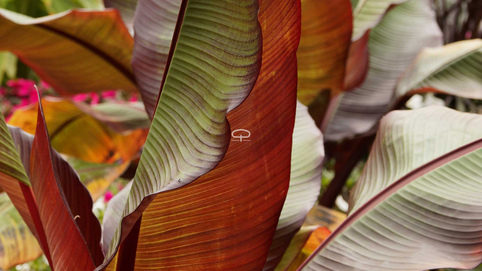 Ensete ventricosum ‘Maurelii’ verzorgen: zo houd je deze rode bananenplant gezond en sterk