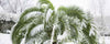 Het geheim om winterharde palmen te laten groeien
