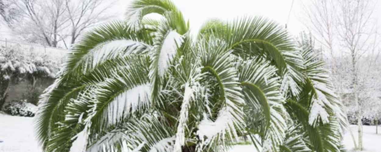 Het geheim om winterharde palmen te laten groeien