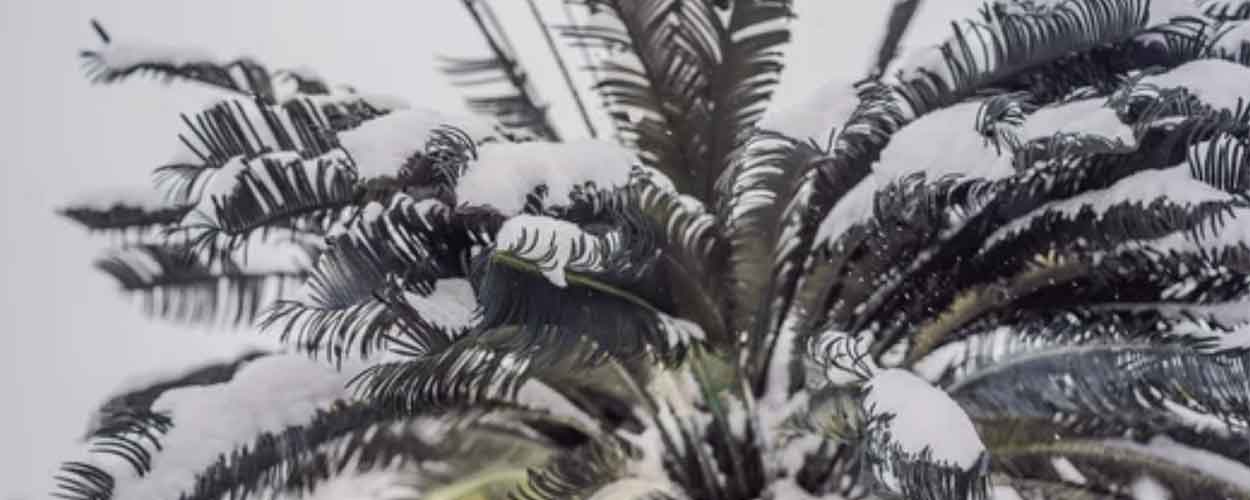 10 Expertentipps für den Anbau von Palmen in kalten Klimazonen