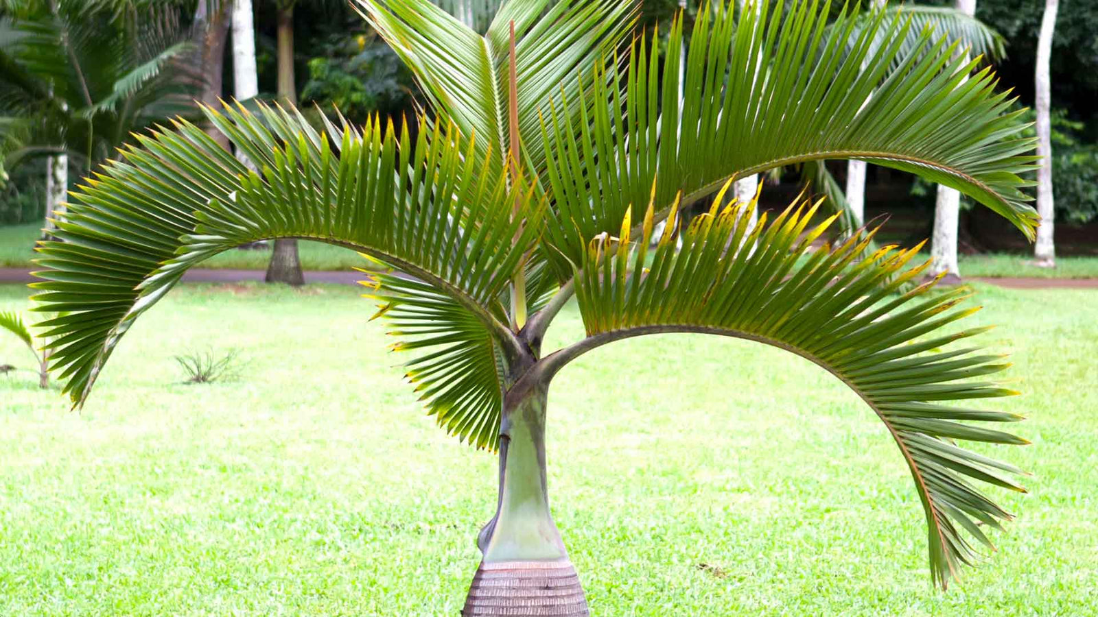 Hoe zaai, kweek en verzorg je de bottle palm - hyophorbe lagenicaulis | www.drakenbloedboom.com
