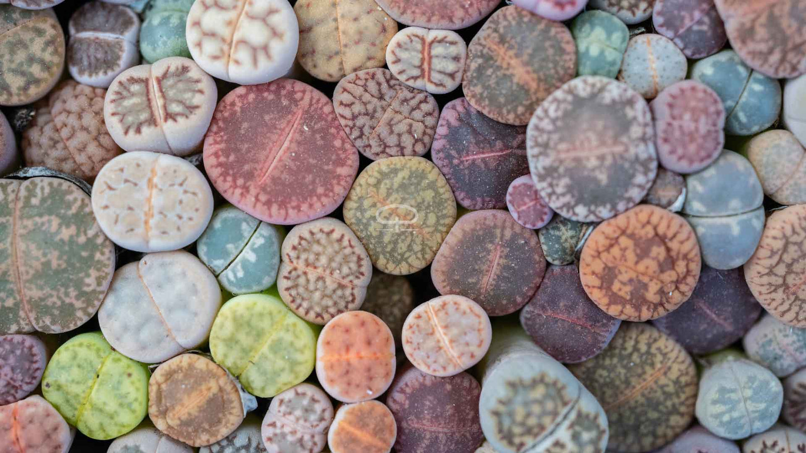 Lithops: De Plant die Stiekem een Levende Steen Wil Zijn