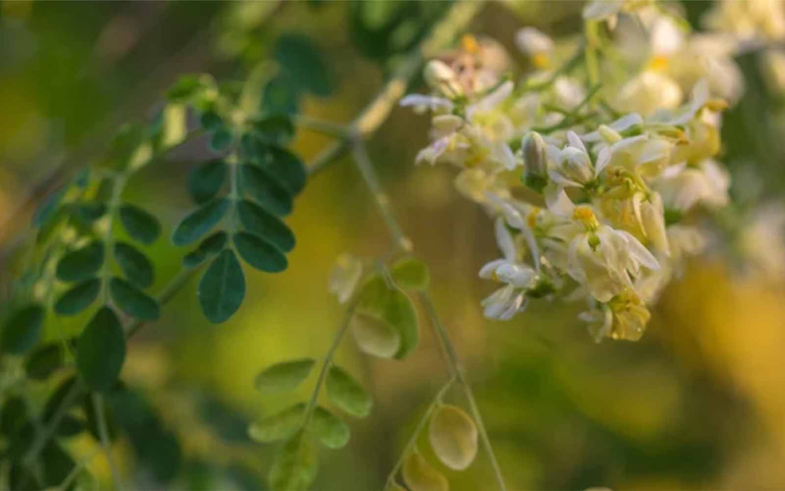 6 tips om je eigen Moringa Oleifera Wonderboom te zaaien en kweken