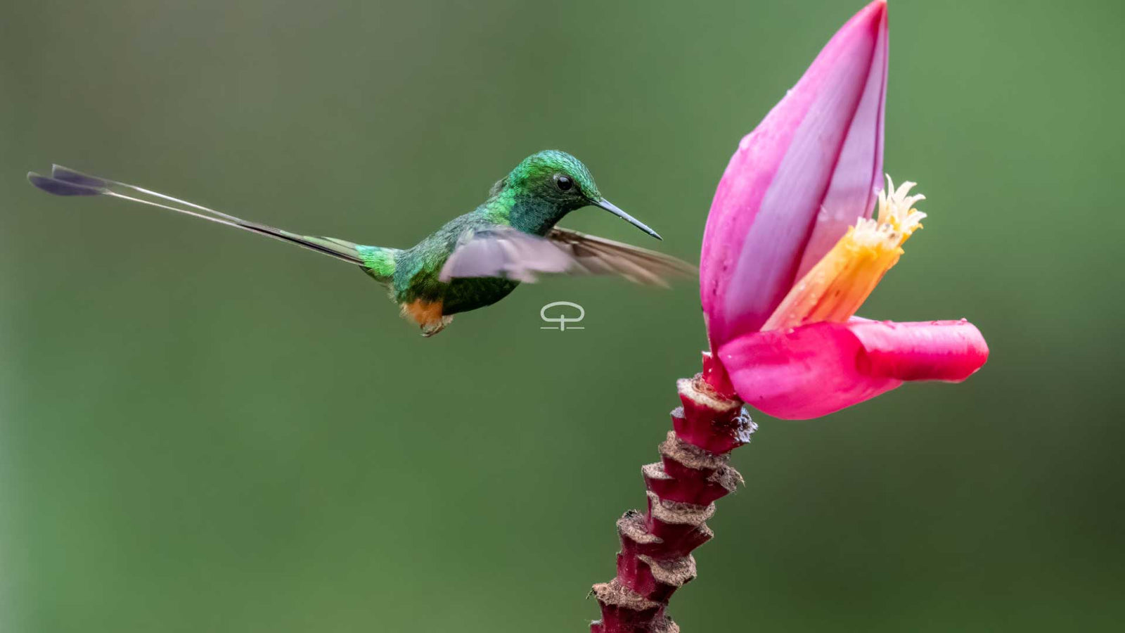 Musa velutina verzorgen: tips voor een gezonde roze bananenplant