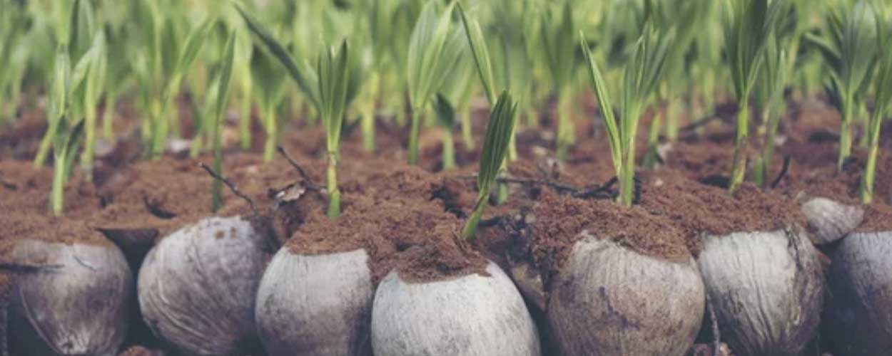 ontkieming van de kokosnoot. www.drakenbloedboom.com