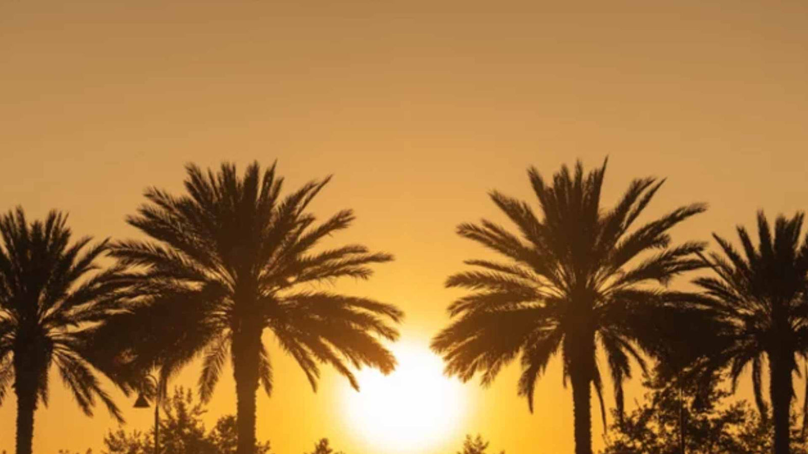 De symboliek en toepassingen van de Phoenix Dactylifera palmboom (dadel palm)