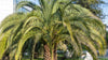 7 tips om jouw Butia Capitata palm (pindo palm of Jelly palm) te kweken