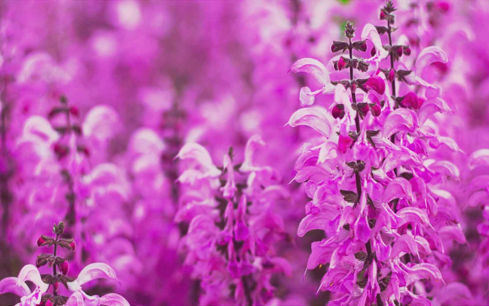 Hoe zaai je de zaden van de Salvia Canariensis (ook wel Canarische Salie)