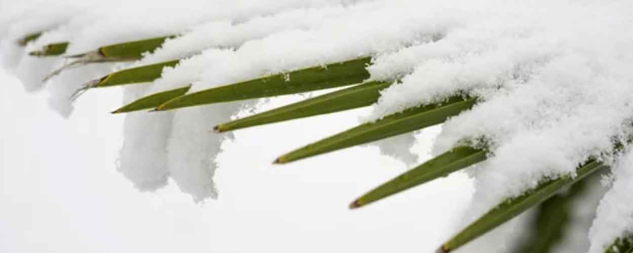 Schnee auf Palmenblatt. 5 Schritte zur Rettung frostgeschädigter Palmen