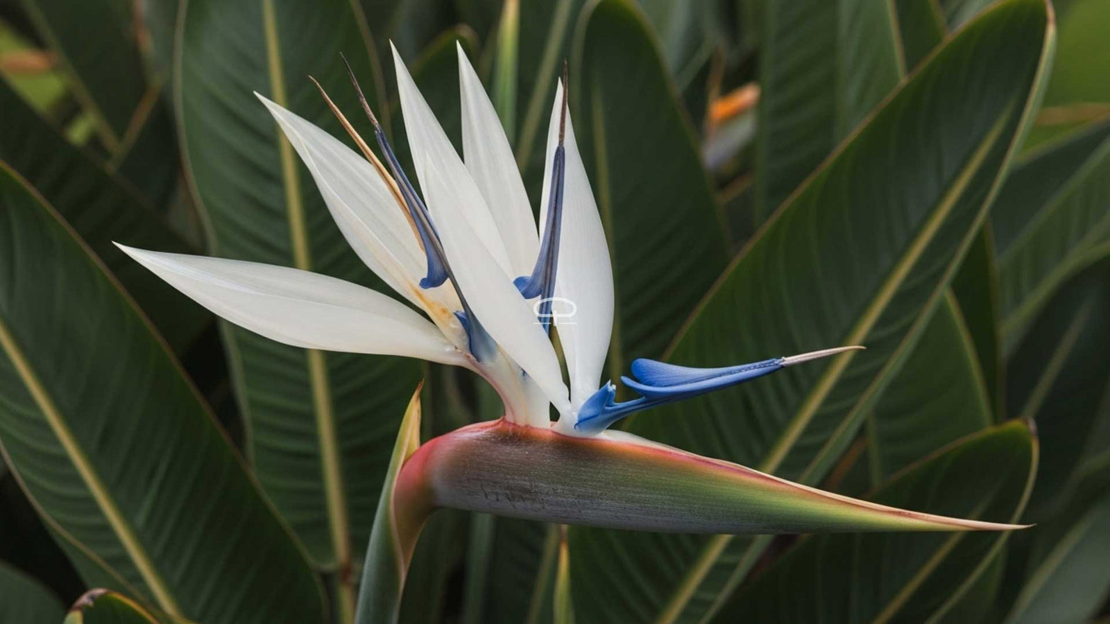 Van zaadje naar paradijs: zo kweek je Strelitzia nicolai