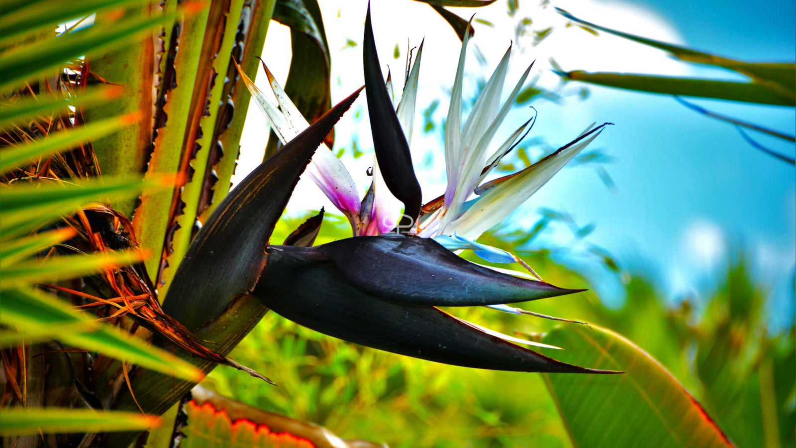 Strelitzia nicolai verzorgen: zo laat je jouw paradijsvogel groeien