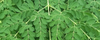 De Top 7 Gezondheidsvoordelen van de Moringa Oleifera plant