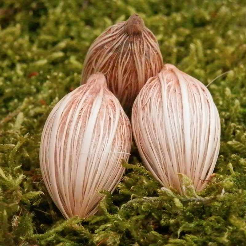 Adonidia Merrillii palmzaden (Veitchia merrillii - Christmas Palm)
