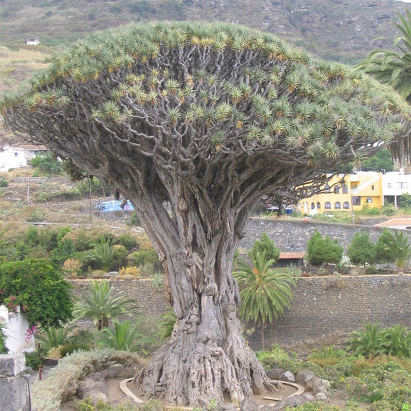 El drago milenario | dracaena draco icod de los vinos | duizendjarige drakenbloedboom | www.drakenbloedboom.com | zaden