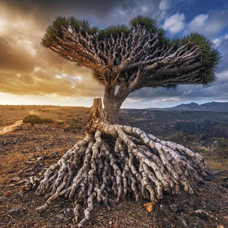 De hars komt uit vruchten en de stam van de zeldzame dracaena cinnabari. Door aanraking met zuurstof kleurt het rood en wordt het drakenbloed.