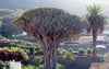 prachtige drakenbloedboom. De dracaena draco op Tenerife