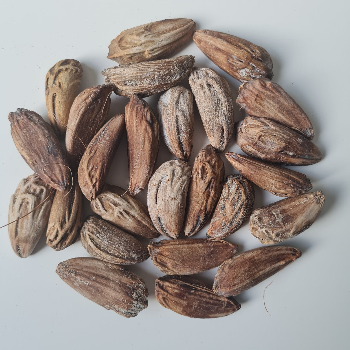 Verse Blauwe latanpalm palmzaden (Latania loddigesii)