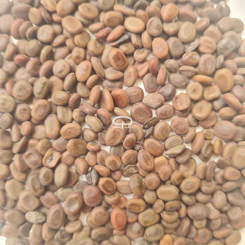 Verse Acacia Tortilis zaden (Parasolacacia - Umbrella tree)