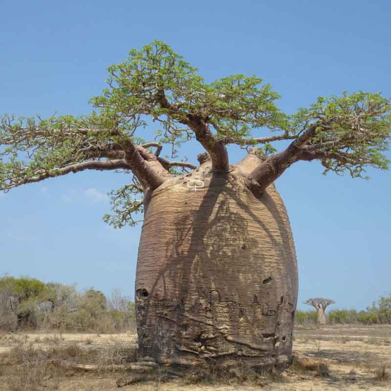 Semillas frescas de baobab (Adansonia Fony)