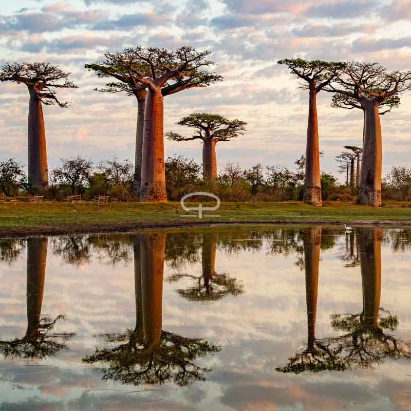 Verse Madagaskar Baobab boom zaden (Adansonia Grandidieri)