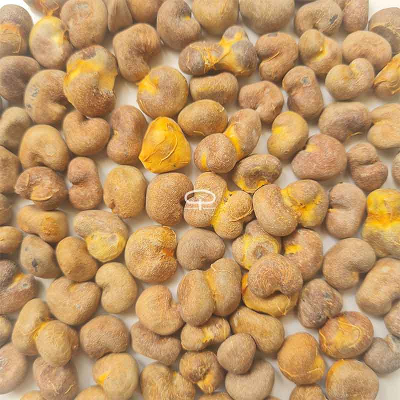 Verse Madagaskar Baobab boom zaden (Adansonia Grandidieri)