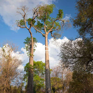 Adansonia madagascariensis boom – kweek een bijzondere baobab uit Madagaskar