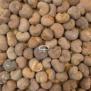 Adansonia madagascariensis – kweek een bijzondere baobab uit Madagaskar