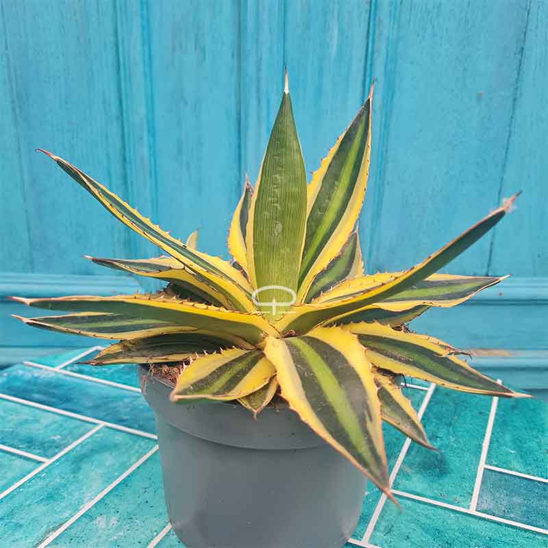 Agave-Lophanta-Quadricolor-15-cm-hoog-800-x-800