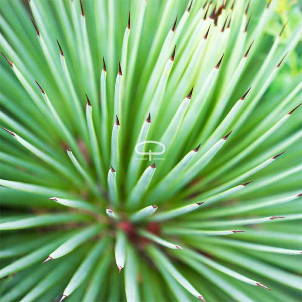 Buy Agave Stricta Nana – Dwarf Agave with Spiky Charm