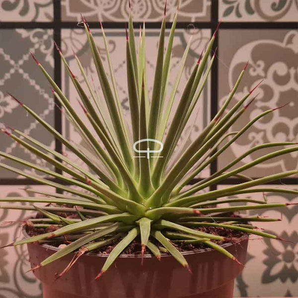 agave wird braun Agave Stricta Nana kaufen – Zwergagave mit stacheligem Charme